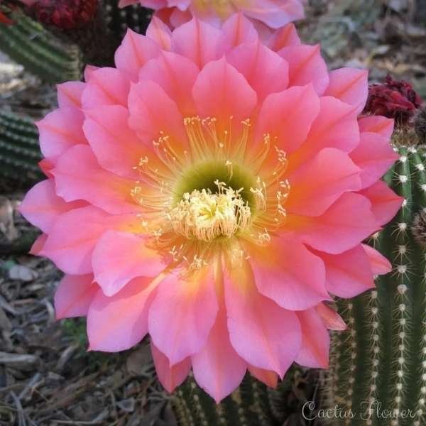 cactus flower meaning