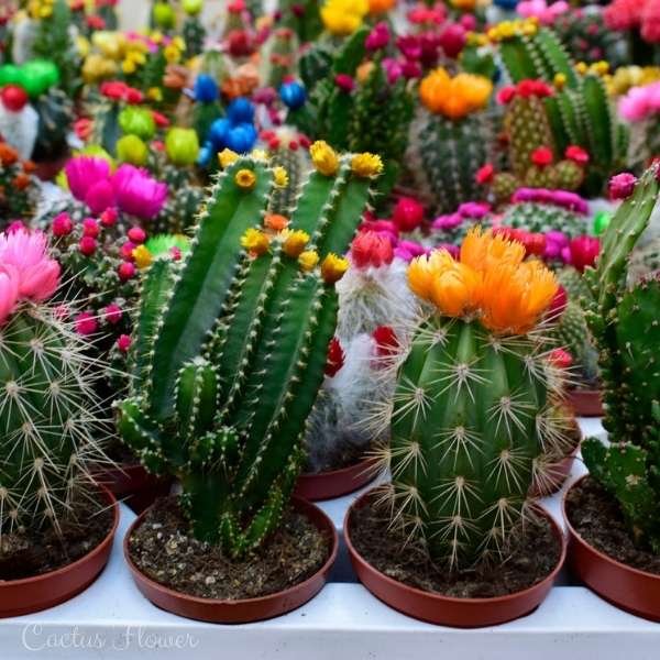 cactus flower meaning
