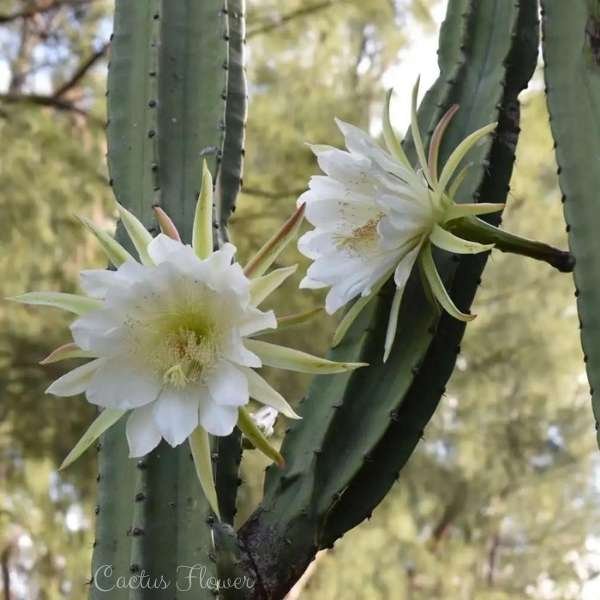 cactus flower meaning