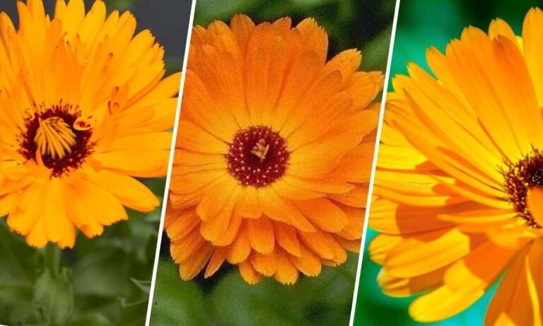 calendula flower meaning
