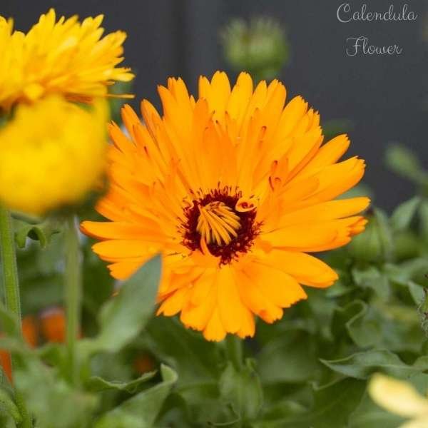 calendula flower meaning