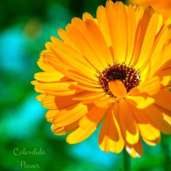 calendula flower meaning