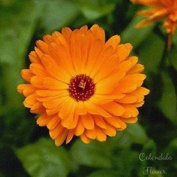 calendula flower meaning