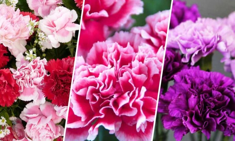 carnations flower meaning