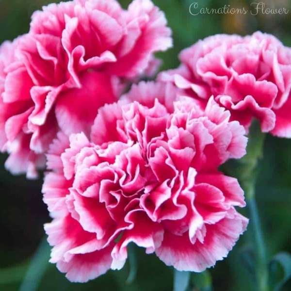 carnations flower meaning