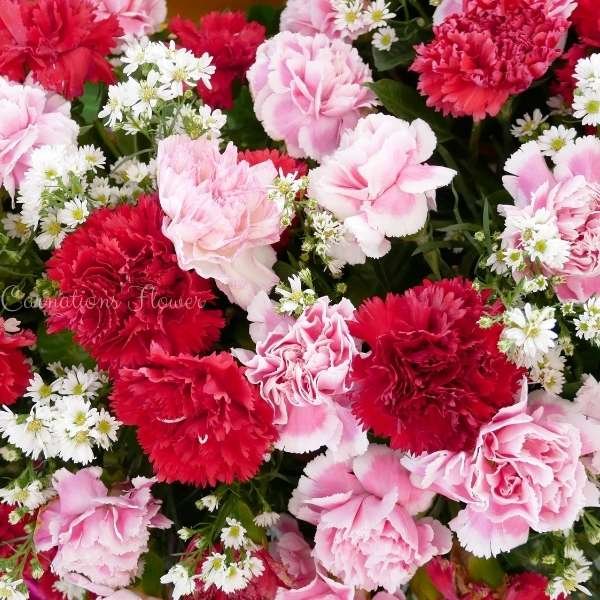 carnations flower meaning