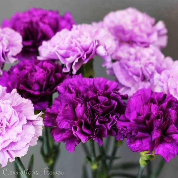 carnations flower meaning