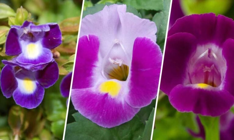 catalina flower meaning