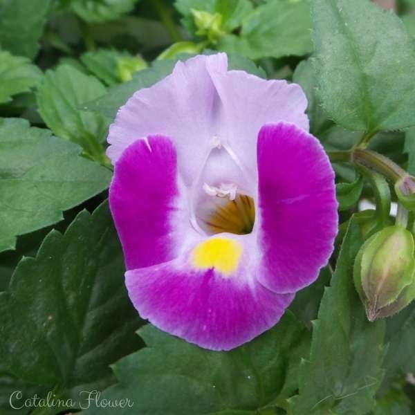 catalina flower meaning