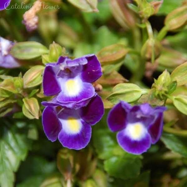catalina flower meaning
