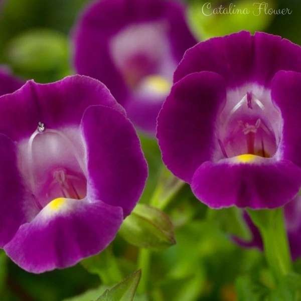catalina flower meaning