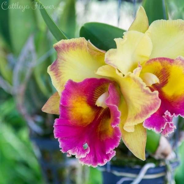 cattleya flower meaning