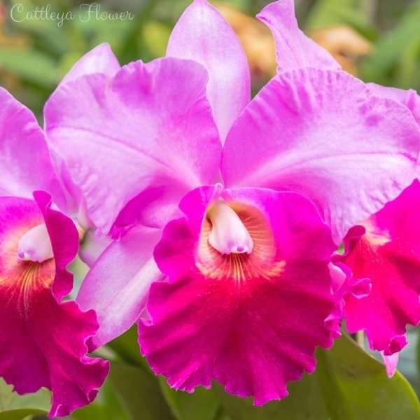 cattleya flower meaning
