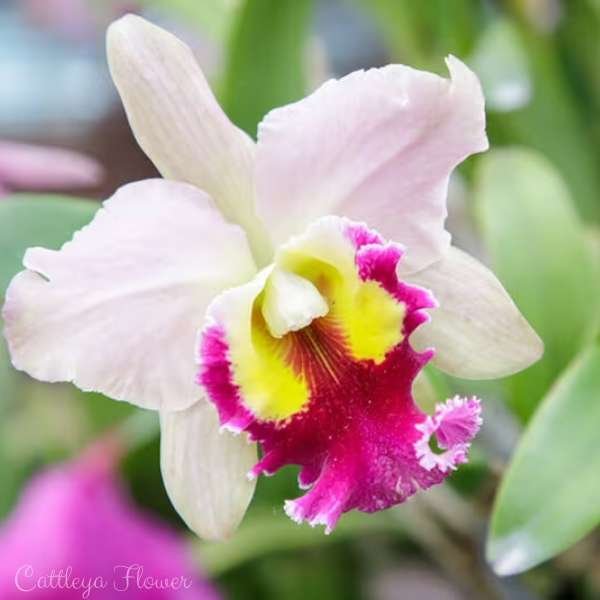 cattleya flower meaning