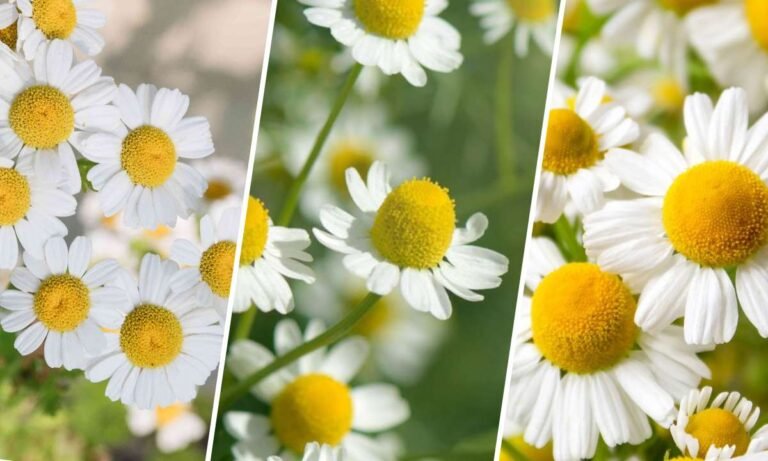 chamomile flower meaning