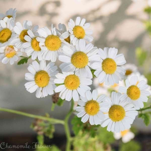 chamomile flower meaning