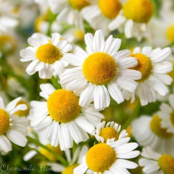 chamomile flower meaning