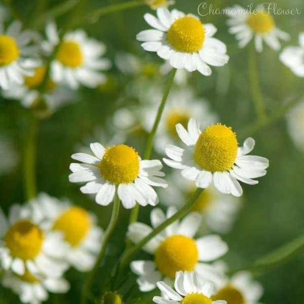 chamomile flower meaning