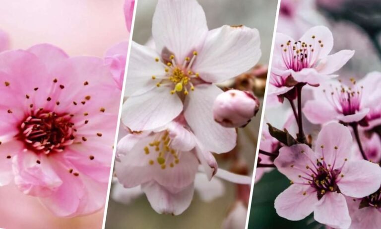cherry blossom flower meaning