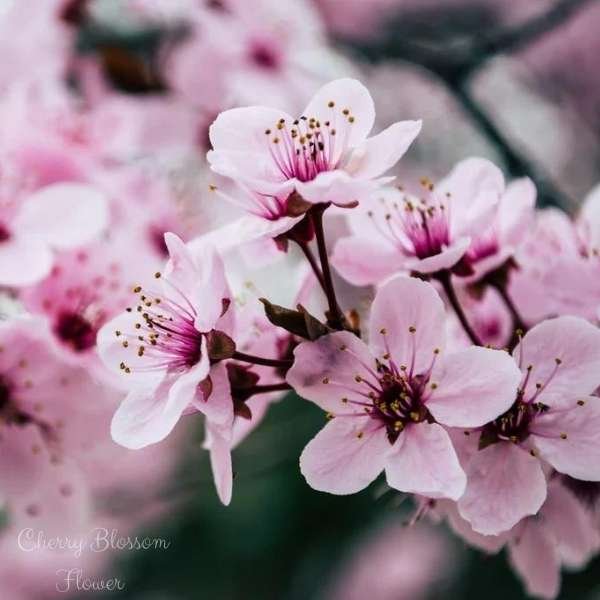 cherry blossom flower meaning