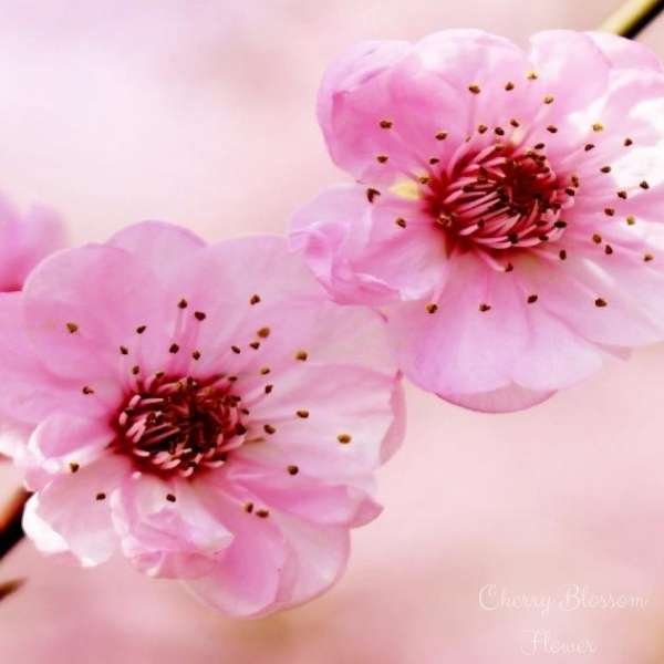 cherry blossom flower meaning