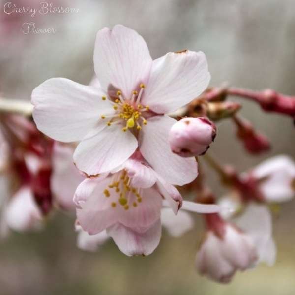 cherry blossom flower meaning