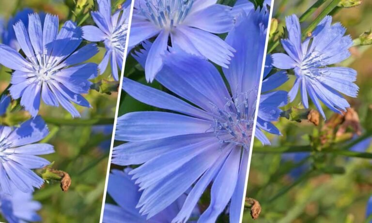 chicory flower meaning