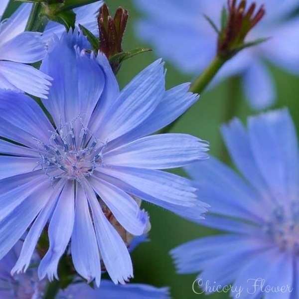 chicory flower meaning