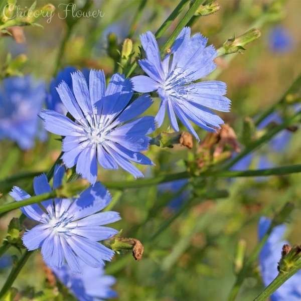 chicory flower meaning