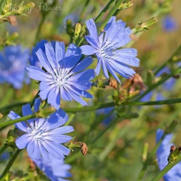 chicory flower meaning