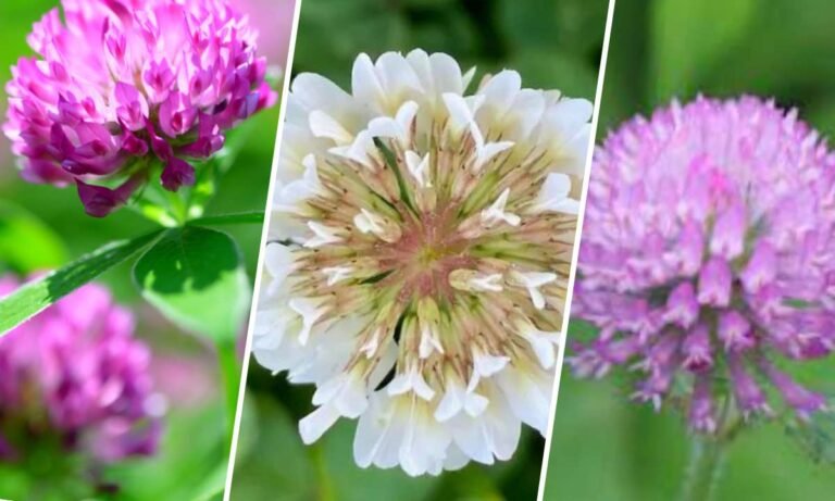 clover flower meaning