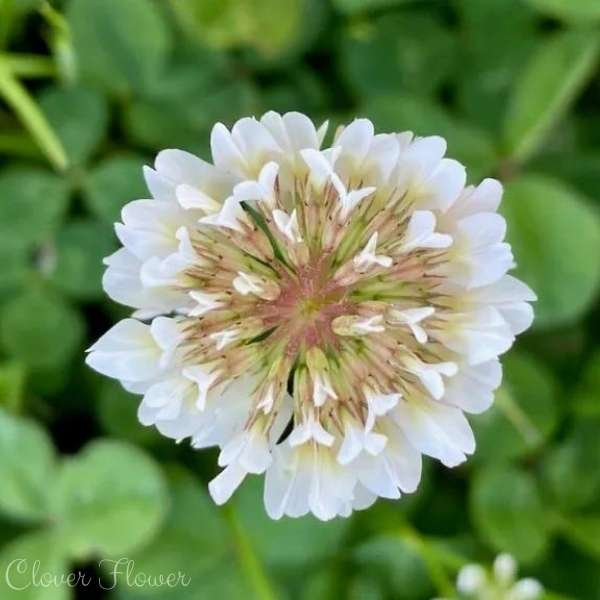 clover flower meaning