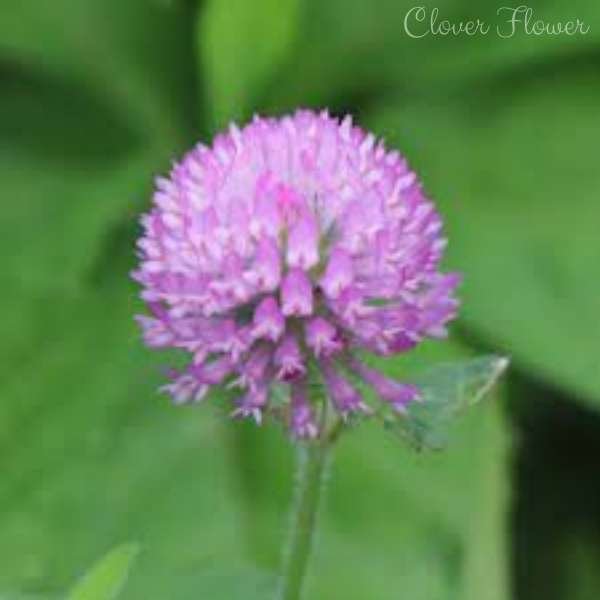 clover flower meaning