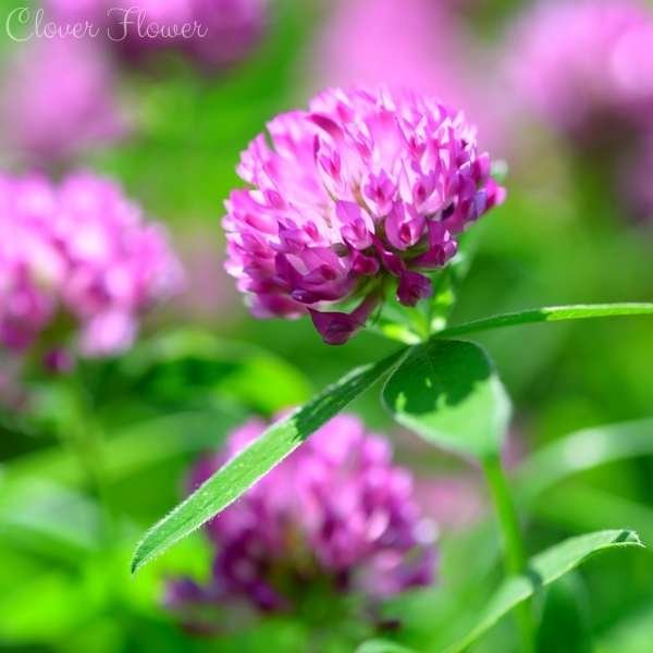 clover flower meaning