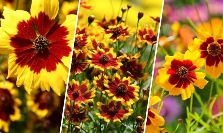 coreopsis flower meaning