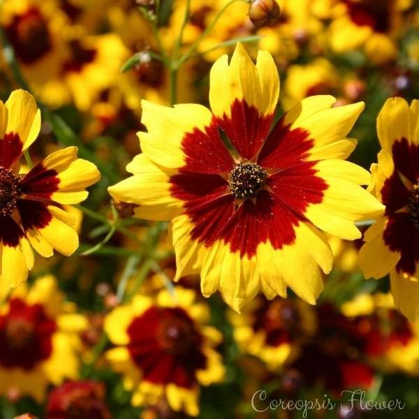 coreopsis flower meaning