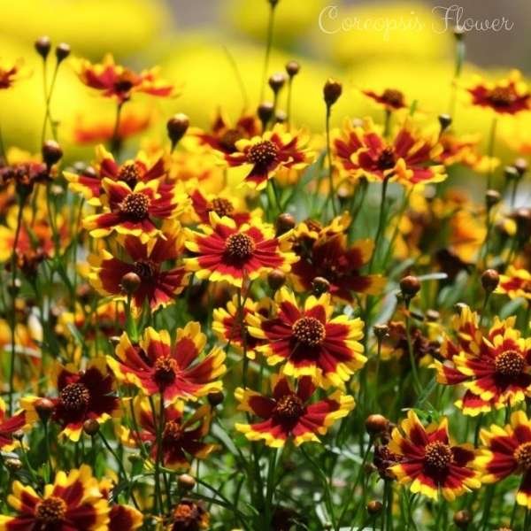 coreopsis flower meaning