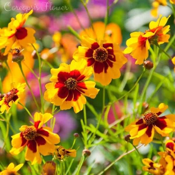 coreopsis flower meaning