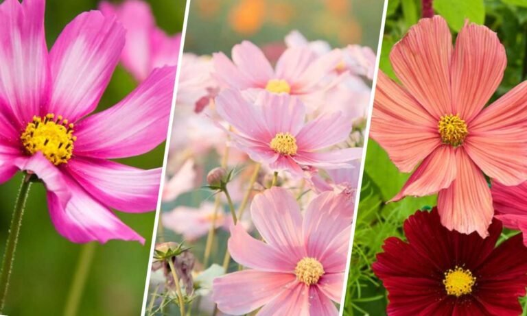 cosmo flower meaning