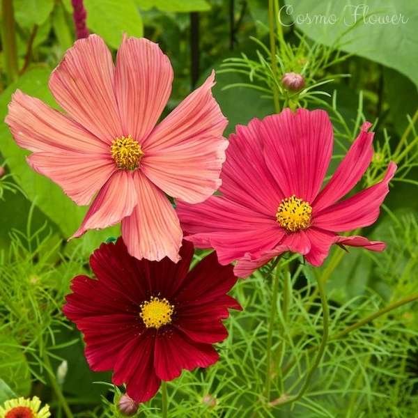 cosmo flower meaning