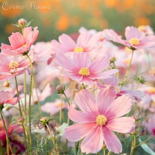 cosmo flower meaning