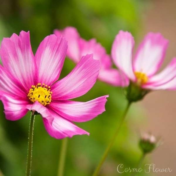 cosmo flower meaning