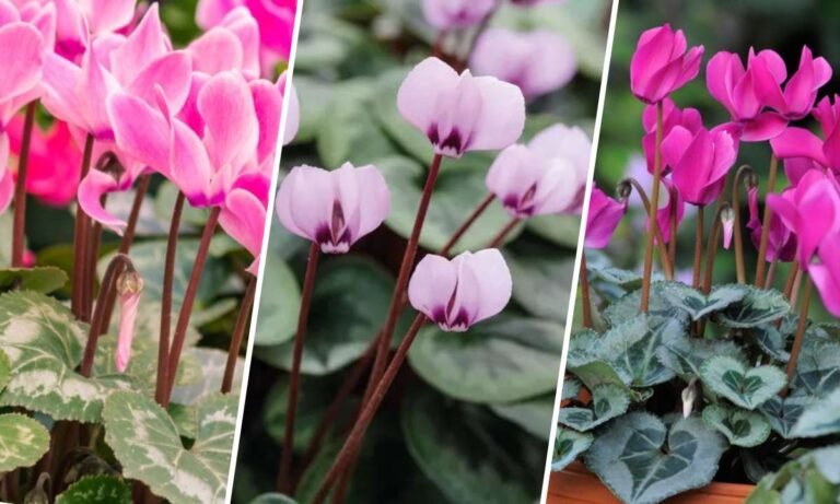 cyclamen flower meaning