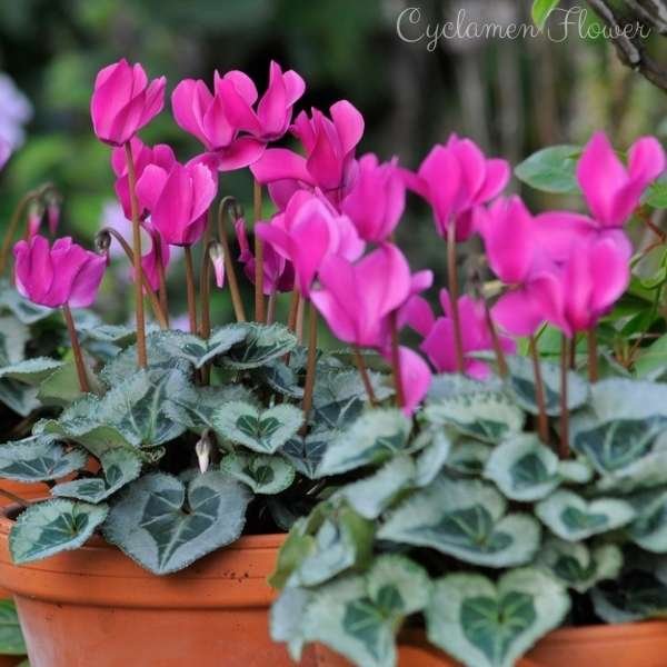 cyclamen flower meaning