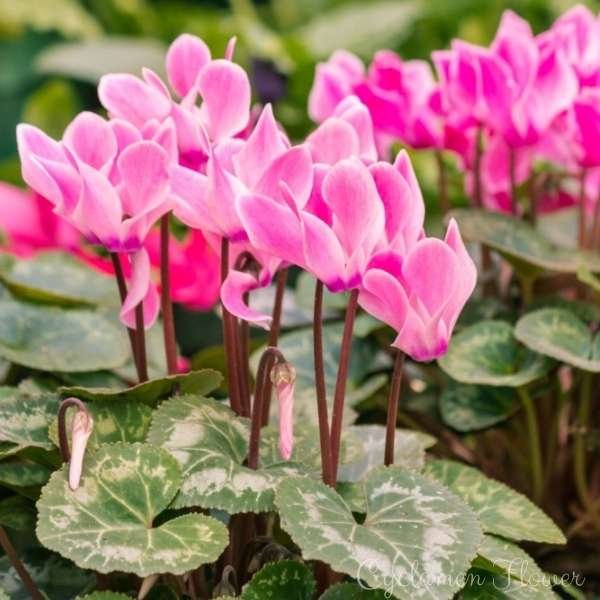cyclamen flower meaning