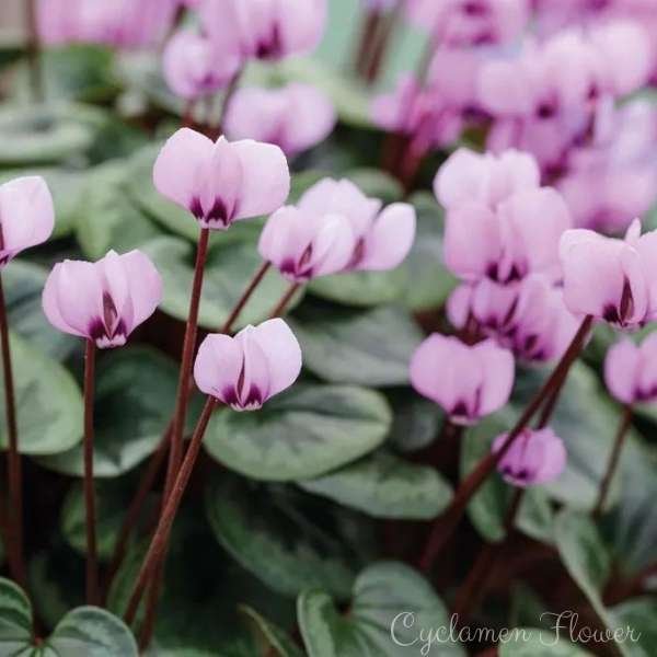 cyclamen flower meaning
