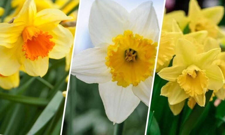 daffodils flower meaning