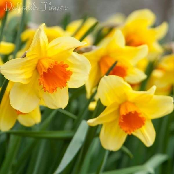daffodils flower meaning