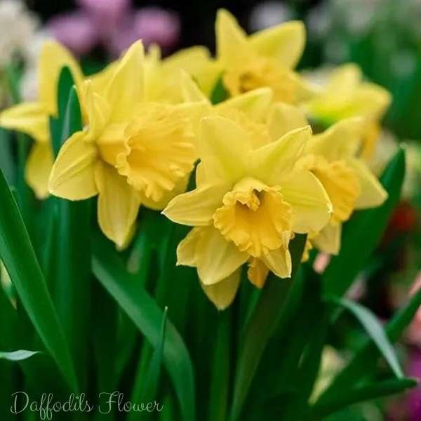 daffodils flower meaning