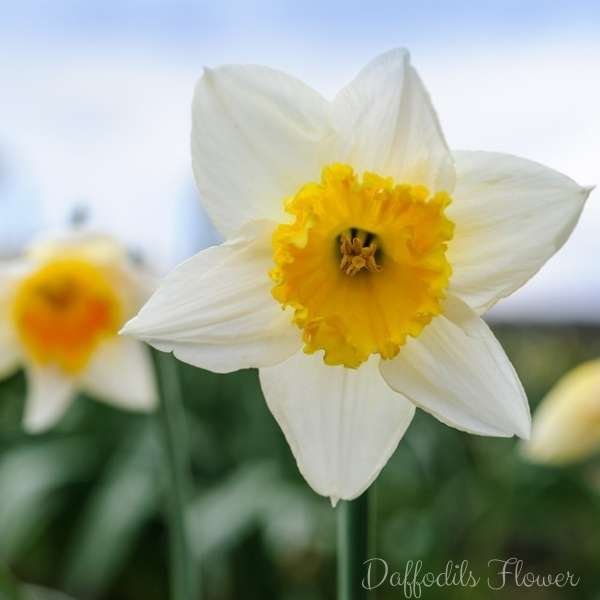 daffodils flower meaning